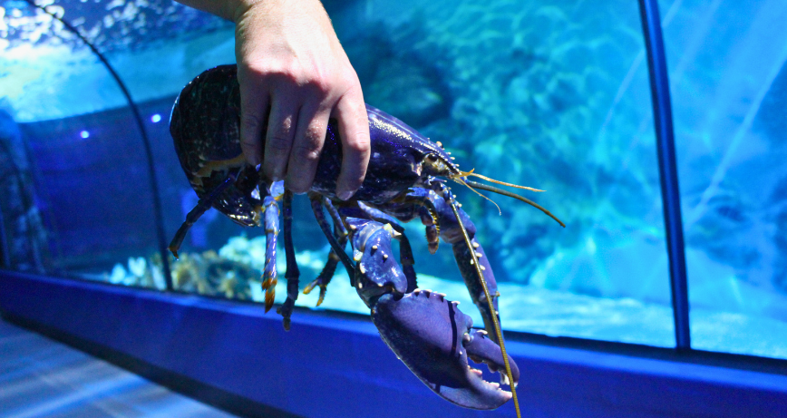 Rare Blue Lobster at Exploris Aquarium